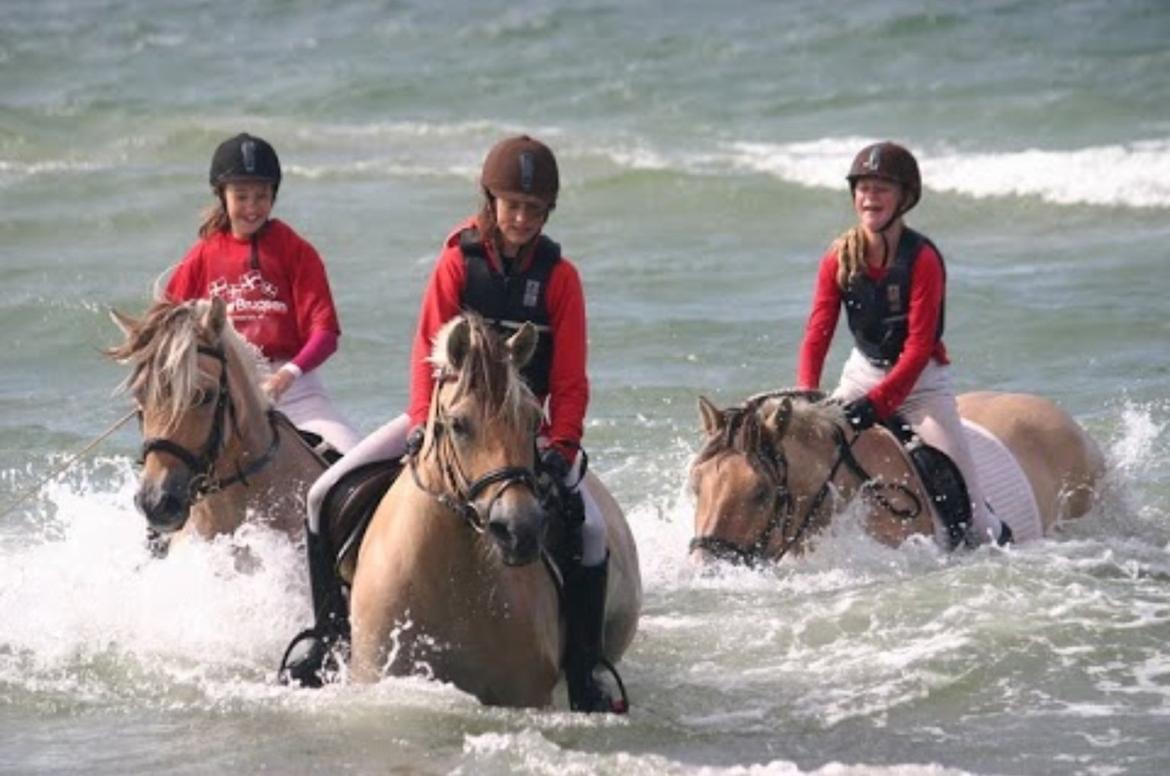 Fjordhest Hagbard Skellerød (Nu en Engel) R.I.P billede 15