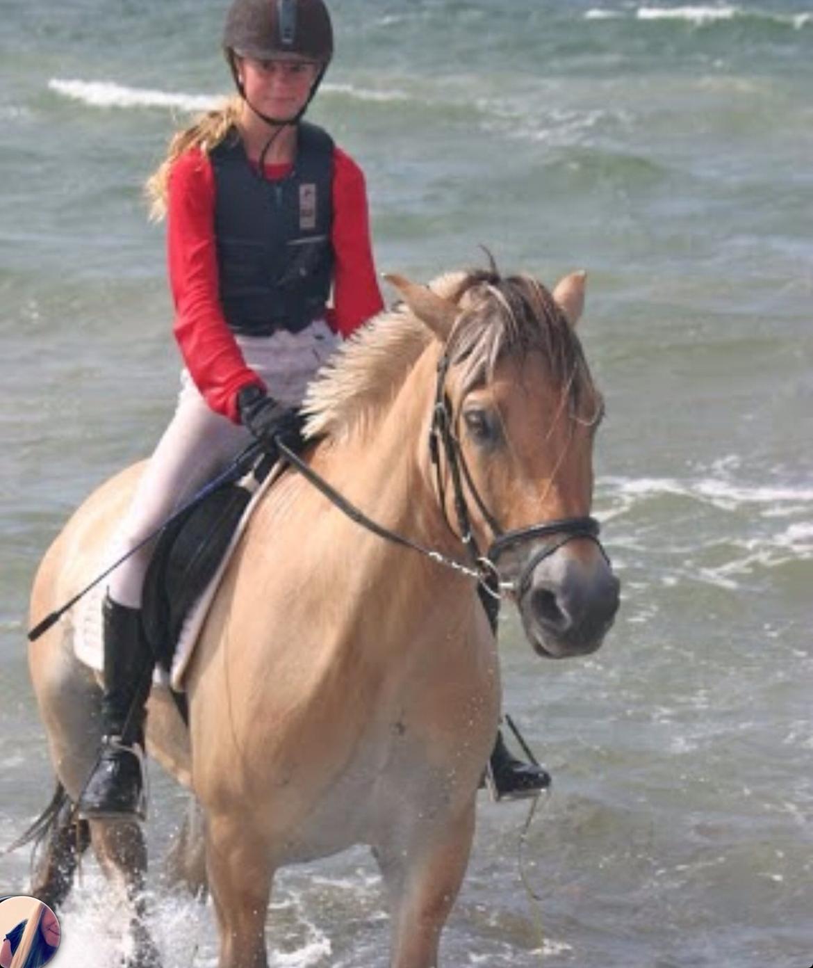 Fjordhest Hagbard Skellerød (Nu en Engel) R.I.P billede 16