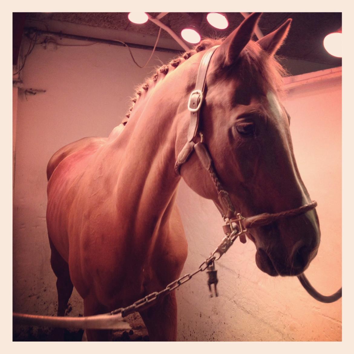 Holstener Le Poul billede 6