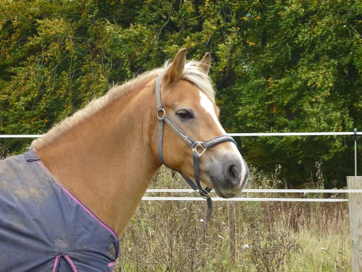 Tyroler Haflinger Minka af Brunbjerg - Minka, 11/10 13 billede 18