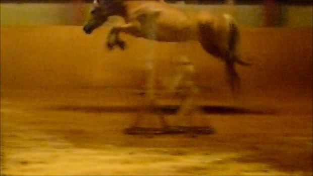 Tyroler Haflinger Minka af Brunbjerg - Minka til lystspring, d.9/10  billede 6