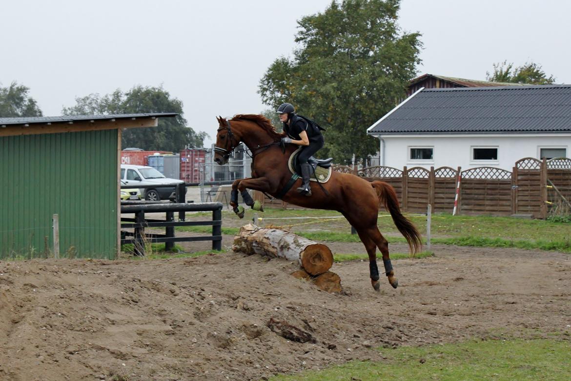 Dansk Varmblod - Sandagergård´s Rafaell - Terræntræning hjemme hos Simone!<3 6 gang i terrænet! billede 15