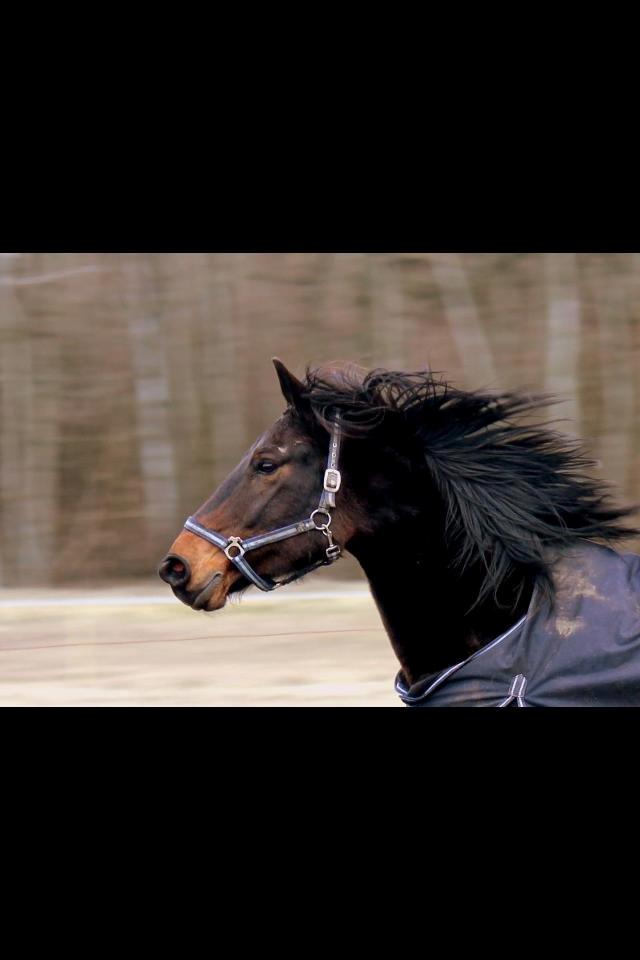 Anden særlig race Yasya<3 [Himmelhest] - Lidt lækker? ;p billede 10