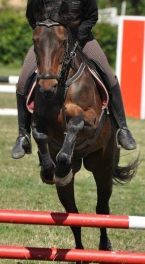 Anden særlig race Yasya<3 [Himmelhest] - Min lille springer :) SPS 2013 billede 15