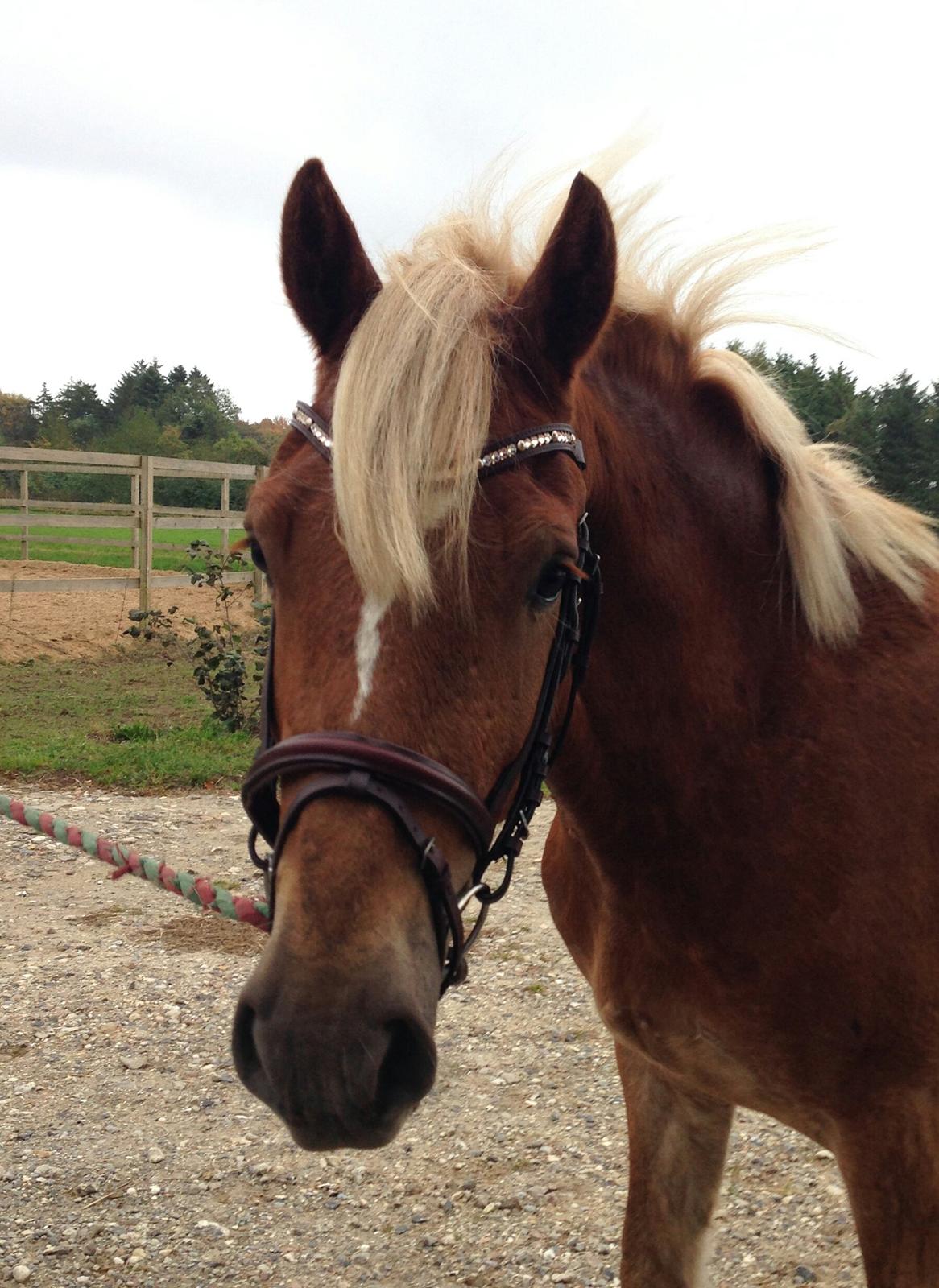 Welsh Cob (sec D) Mr. Roy billede 23