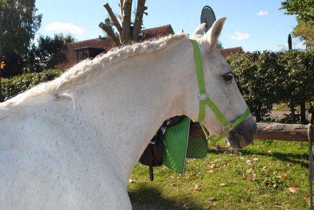 Connemara Flash Point - Flotte fletning. Ikke lavet af mig xD billede 15
