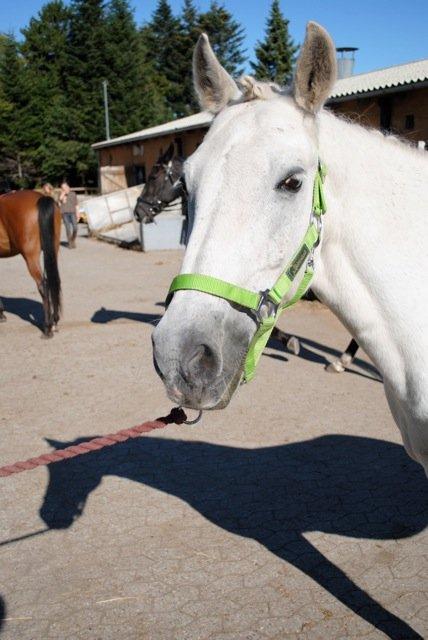 Connemara Flash Point - Efter stævnet.  billede 18