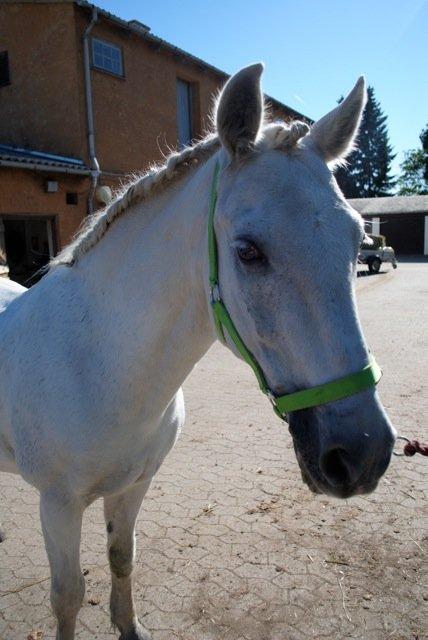 Connemara Flash Point billede 1