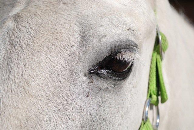 Connemara Flash Point billede 19