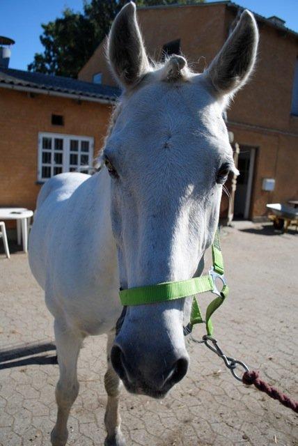 Connemara Flash Point billede 20