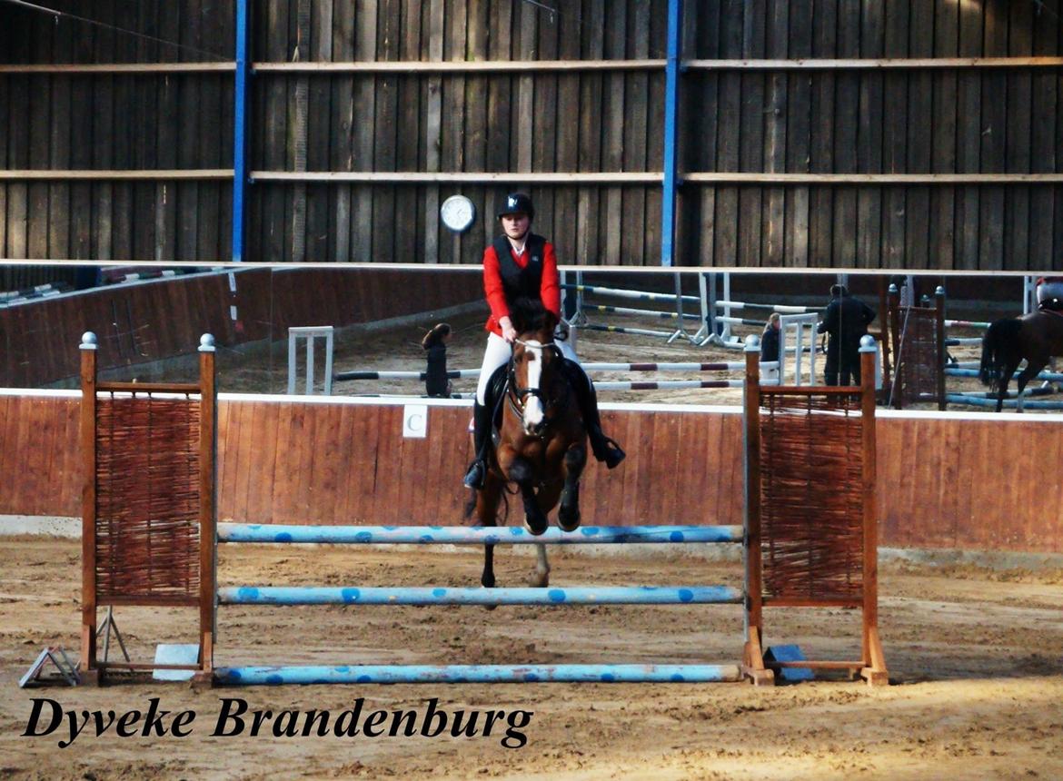 Hollandsk Varmblod Zorbella billede 4