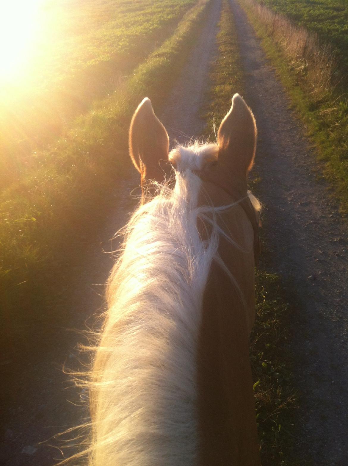 Haflinger Navaro Aflivet billede 7