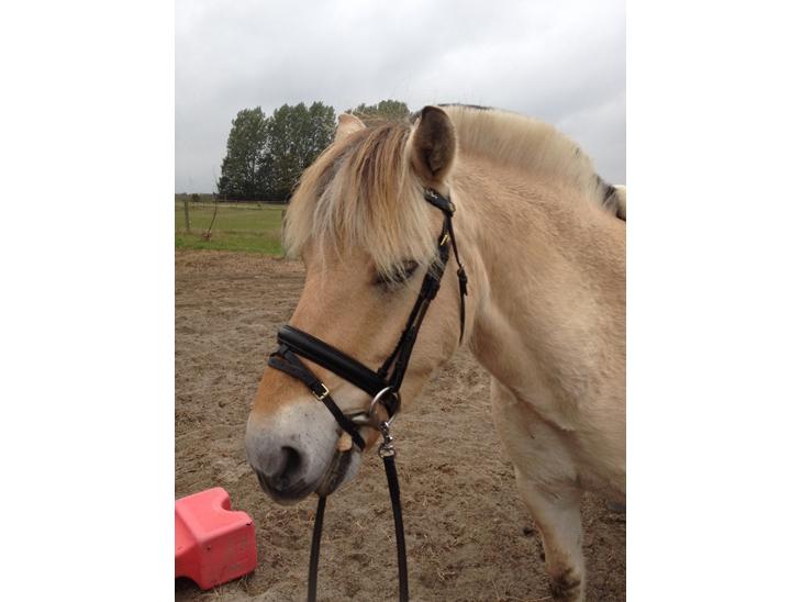 {{currentPhoto.altText}} billede {{currentPhoto.number}}