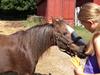 Welsh Pony af Cob-type (sec C) Fanny SOLGT :'( [Tidl. hest]