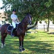 Dansk Varmblod Liberty