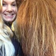 Islænder Funi fra Rosenlund