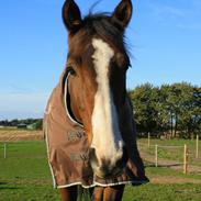 Anden særlig race Bakkegårdens Rex