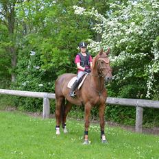 Dansk Varmblod Delight