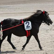 Shetlænder Mille **DenBedsteEver**