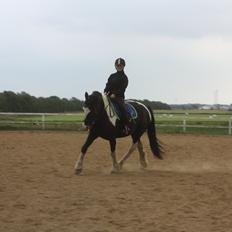 Anden særlig race Onyx