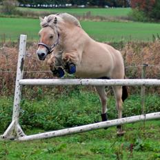 Fjordhest Jydegårdens Luna [himmelhest]