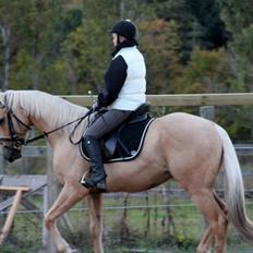 Palomino • Linnel's Casanova *SOLGT*