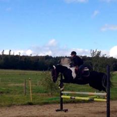 Anden særlig race Boston (en ener) (stjernen)  <3