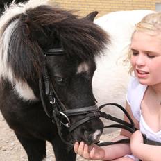 Shetlænder Olivia - Skatten <3 (Himmelhest)