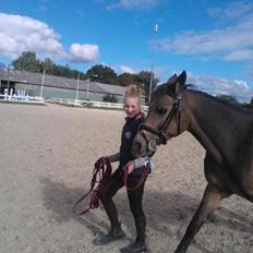 Irsk Sportspony Tullibards Honeydrum