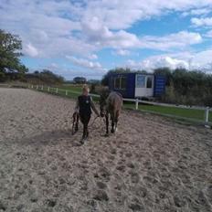 Irsk Sportspony Tullibards Honeydrum