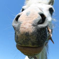 Welsh Mountain (sec A) Poulsen (Trolden)