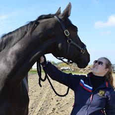 Dansk Varmblod Lewis