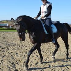 Dansk Varmblod Lewis