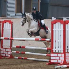 Welsh Pony af Cob-type (sec C) Rosengårdens nathowra