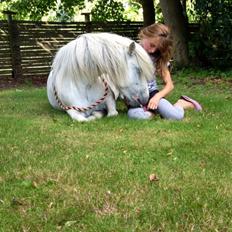 Welsh Mountain (sec A) Coco Zeylex