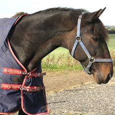 Traver Join The Dream