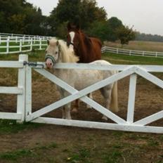 Anden særlig race Manse