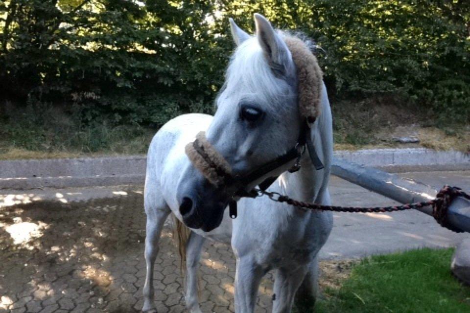 Anden særlig race Chimanos GI Mickey (MICKEY) - Lige blevet vasket ..
Når man ligner en våd hund, kan man da stdig være fotogen ikke?? <3 billede 8