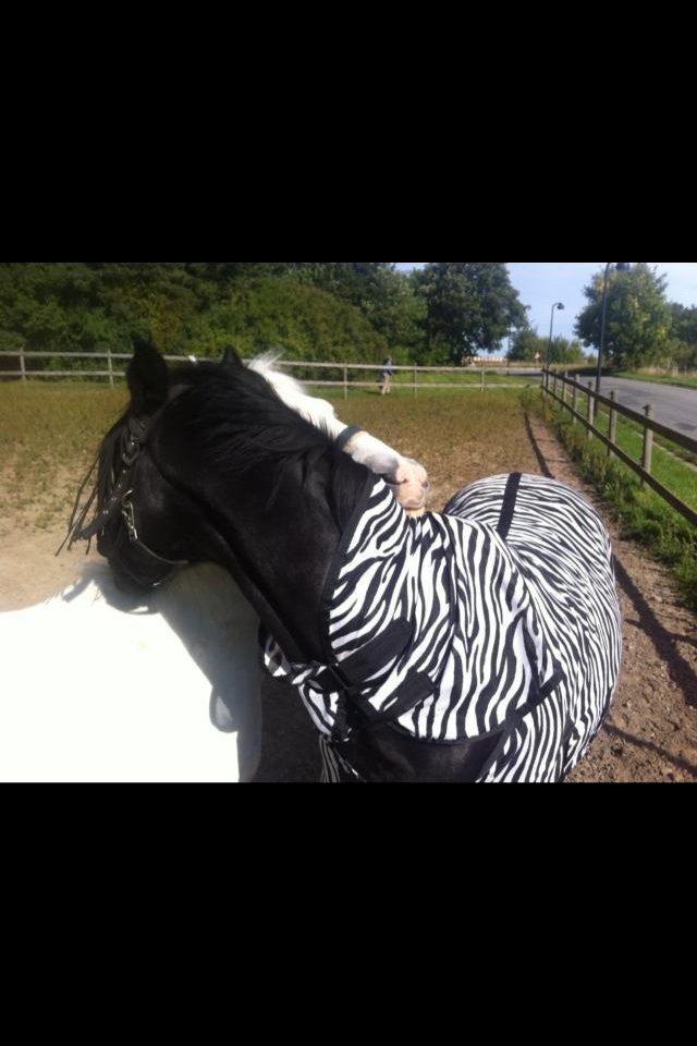 Anden særlig race Chimanos GI Mickey (MICKEY) - Mickey & Mozart på fold <3 billede 13