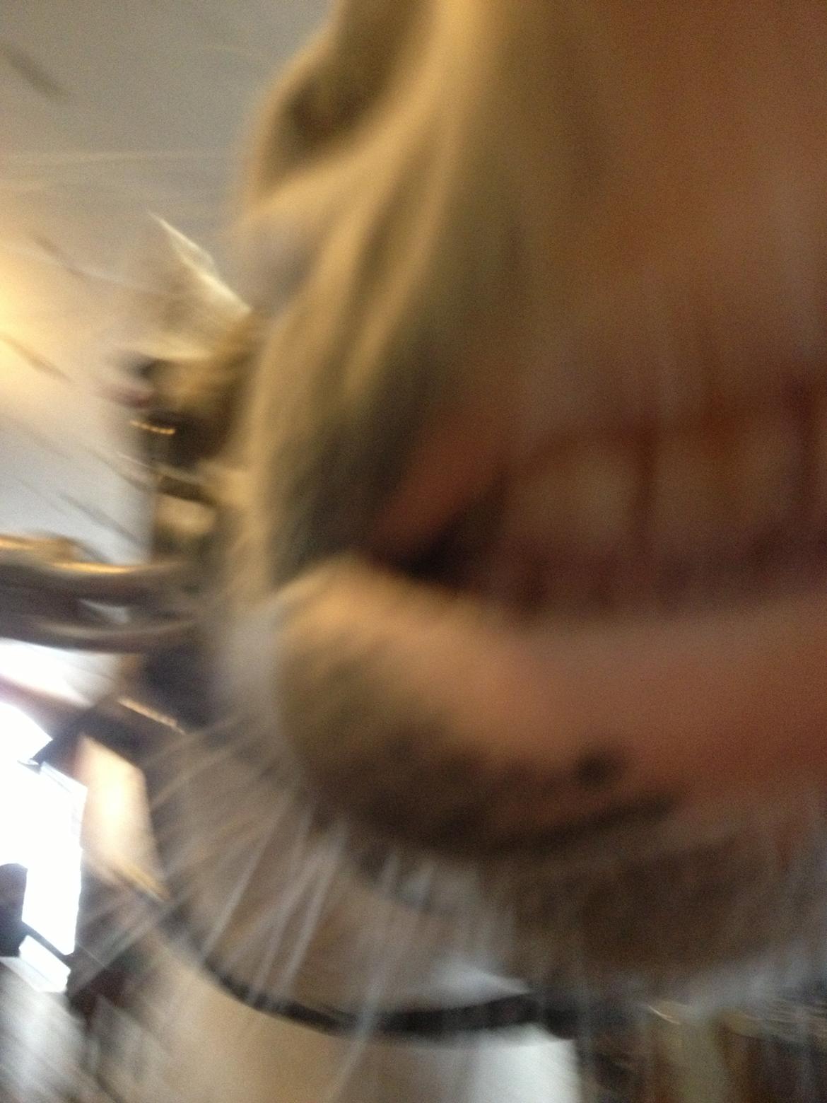 Anden særlig race Chimanos GI Mickey (MICKEY) - Jeg er meget fotogen!! <3
Jeg kan smiiile til kameraet <3 billede 2