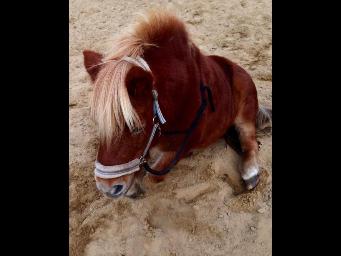 Shetlænder Obelix *Obbe* - "Ligge" billede 20