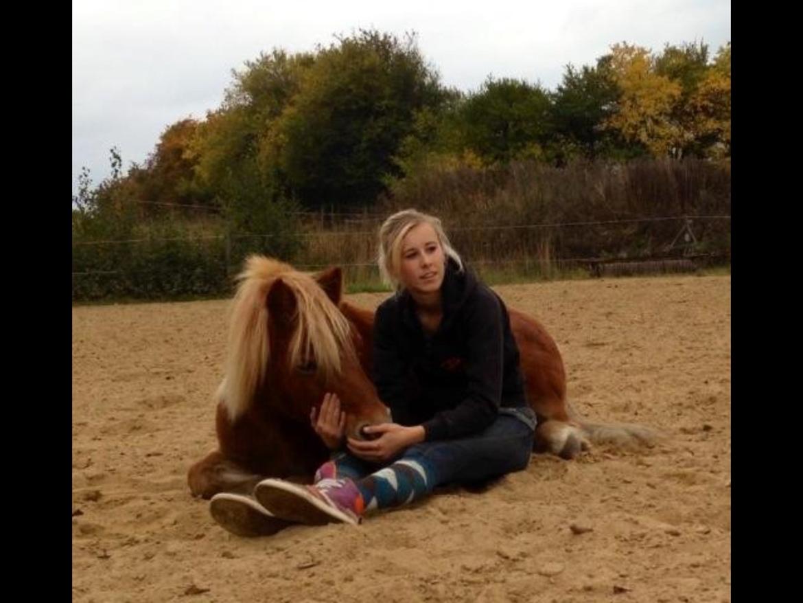 Shetlænder Obelix *Obbe* - "Ligge" med mig sidende billede 21