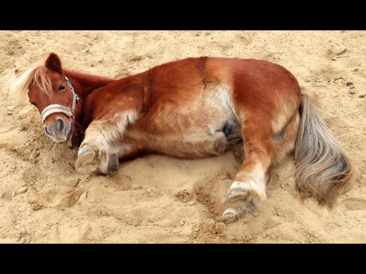 Shetlænder Obelix *Obbe* - "ligge fladt" billede 22
