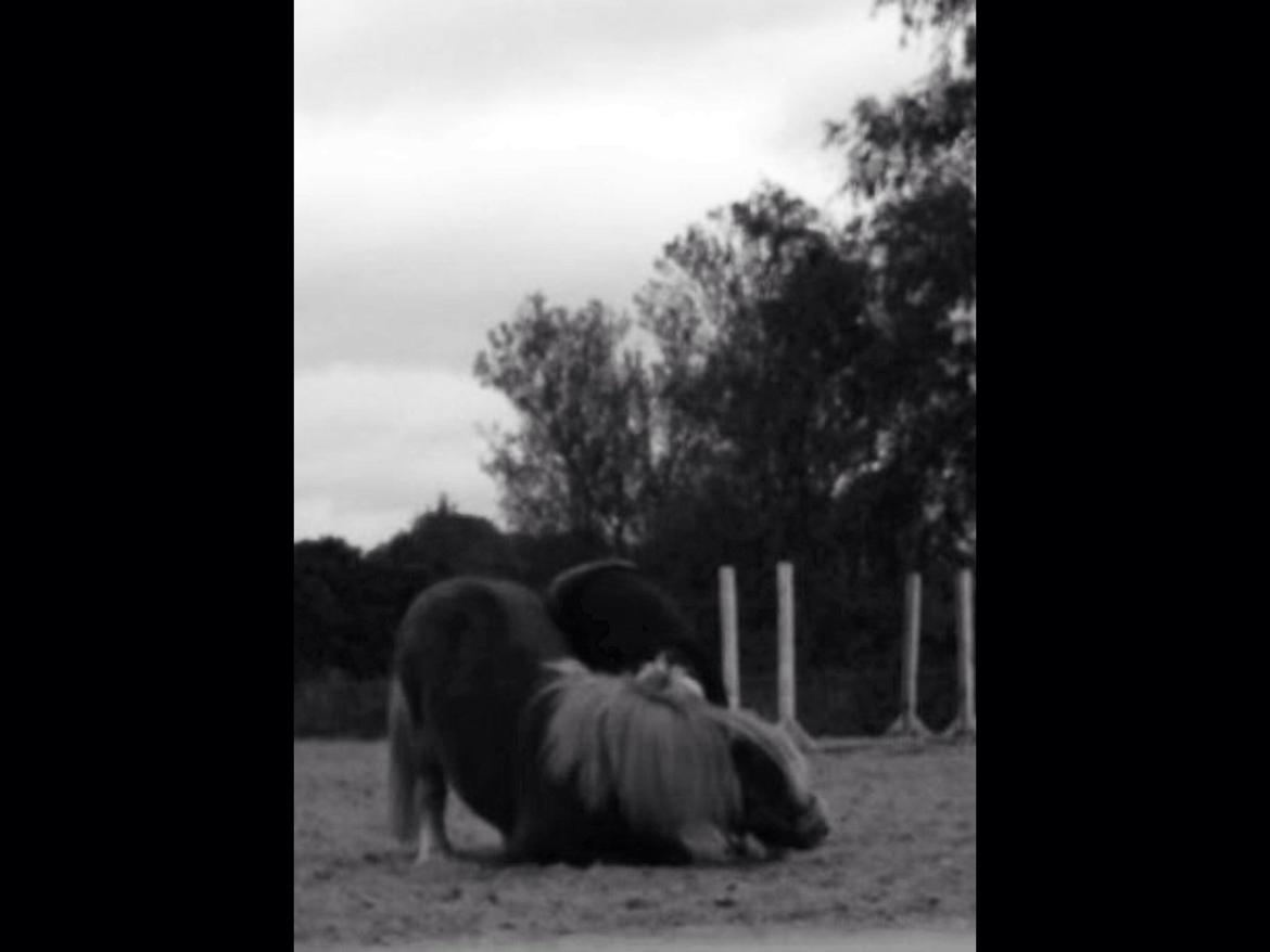 Shetlænder Obelix *Obbe* - "Neje" billede 23