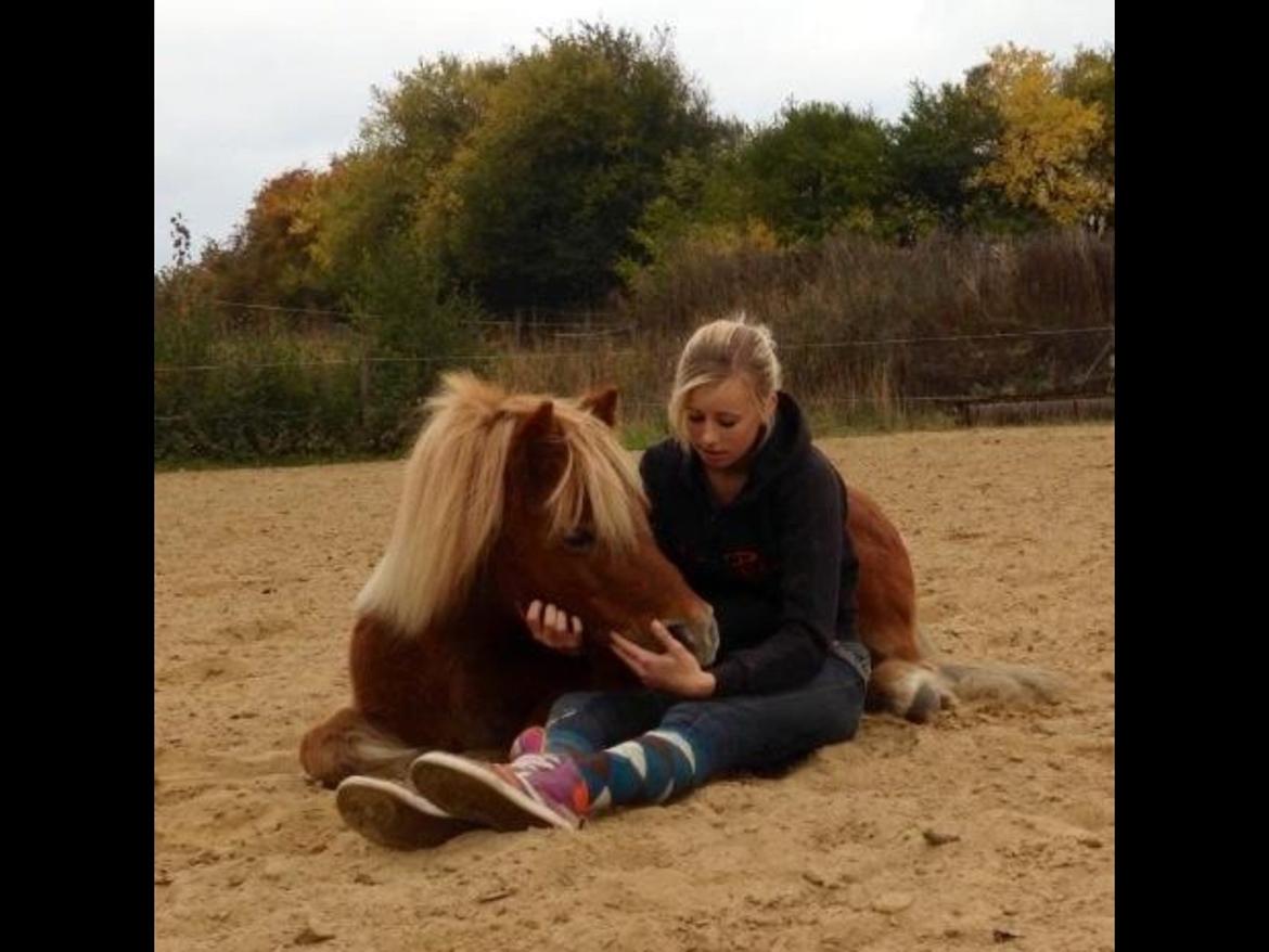 Shetlænder Obelix *Obbe* - "Ligge" med mig sidende billede 24
