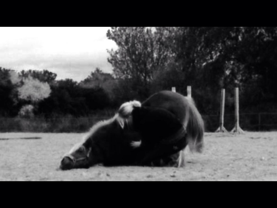 Shetlænder Obelix *Obbe* - "Neje" billede 25