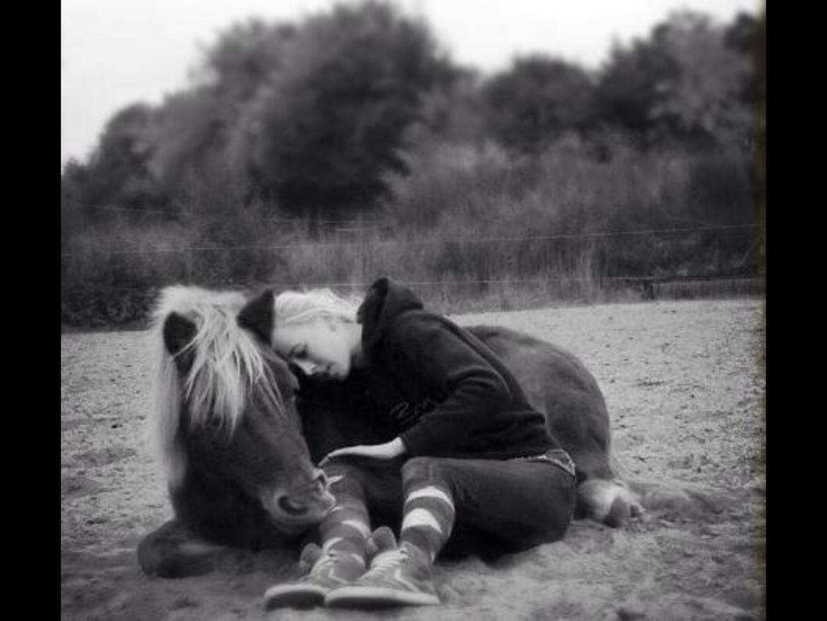 Shetlænder Obelix *Obbe* - "Ligge" med mig sidende billede 26