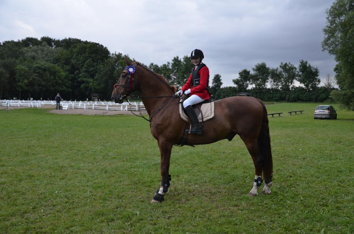 Dansk Varmblod Delight - Sløjfestævnet B0 billede 4