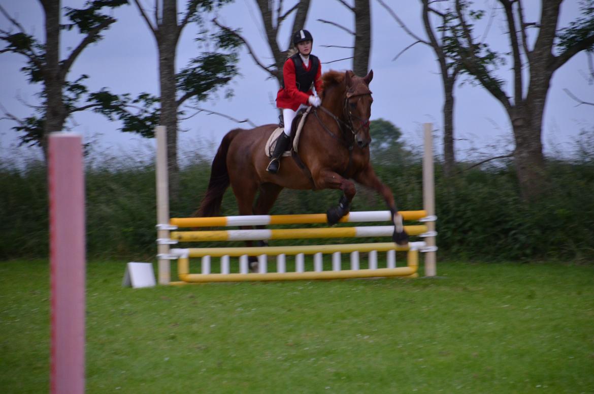 Dansk Varmblod Delight billede 5