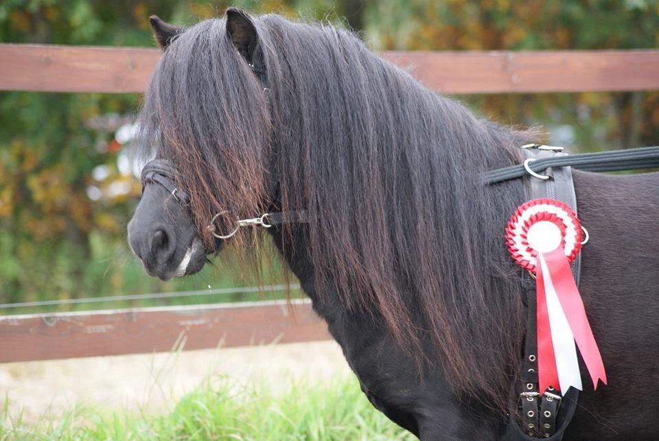 Shetlænder Waulkmill Woodpecker - Woodpecker efter en veloverstået materialprøve billede 17